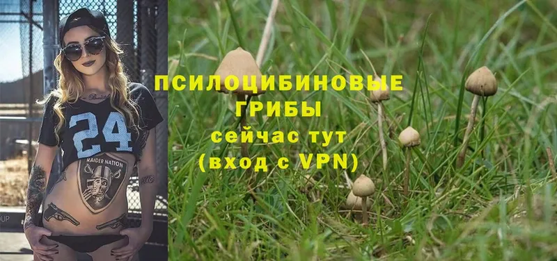 Псилоцибиновые грибы Psilocybine cubensis  Подпорожье 